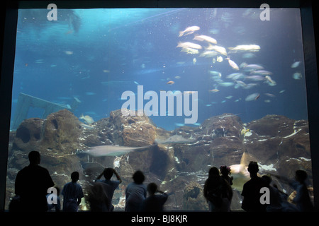 Touristen, wo Fische in einem Aquarium, Camden, USA Stockfoto