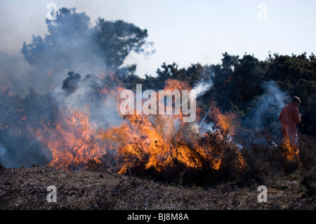 Kontrollierte Burning Man Abbrennen Heide New Forest, Großbritannien Stockfoto