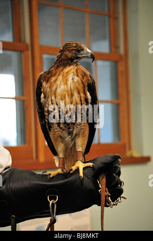 Red tailed Hawk (Buteo Jamaicensis) thront auf einem schweren Gummihandschuh Stockfoto
