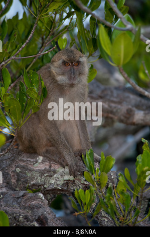 Nicobar Long-tailed Macaque, Macaca Fascicularis Umbrosa, Rinca Insel Komodo National Park, Indonesien Stockfoto