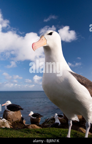 Black-browed Albatros, Thalassarche Melanophrys Schwarzbrauenalbatros Mollymawk Saunders Island Falkland-Inseln Stockfoto