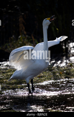 Bewick Schwan Cygnus Columbarius Porträt von alleinstehenden Dehnung UK Stockfoto