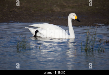 Bewick Schwan Cygnus Columbarius Alleinstehenden auf Wasser UK Stockfoto