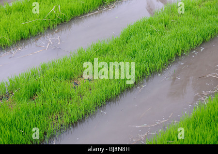 Oryza Sativa, Joung Reis wächst in gefluteten Reisfeldern, Bali, Indonesien, Indo-Pazifik Stockfoto