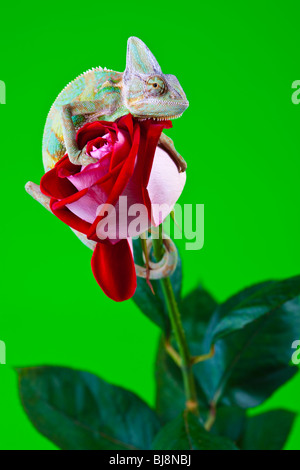Schöne große Chamäleon sitzt auf einer roten rose Stockfoto