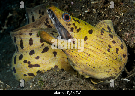 Gymnothorax Fimbriatus, Spot-Gesicht Moray, gefransten Moray, Tulamben, Bali, Indonesien, Indo-Pazifik Stockfoto