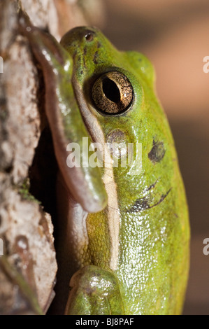 Die grünen Laubfrosch, Hyla Cinerea, ist eine häufige Art in den südlichen und südöstlichen Vereinigten Staaten. Es ist die staatliche Amphibie Stockfoto