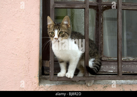 Kätzchen auf einem Fensterbrett in Valparaiso, Chile, Südamerika. Stockfoto