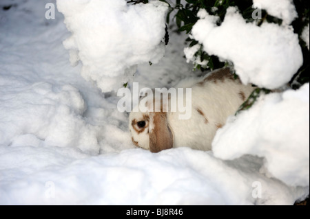 Weißer und brauner Lop eared Hase im Schnee im winter Stockfoto