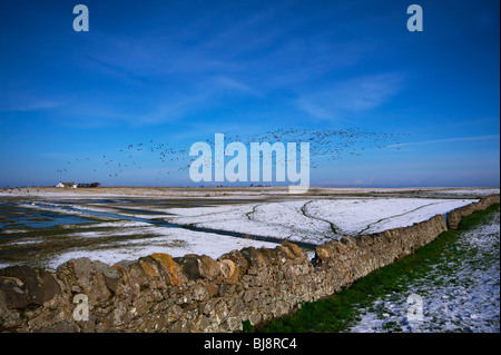 Ringelgänse, Branta Bernicla im Flug über Felder, Lindisfarne, Northumberland, UK Stockfoto