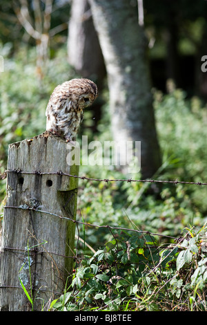 Tawny Eule, Strix Aluco gerade eine Fliege. UK Stockfoto