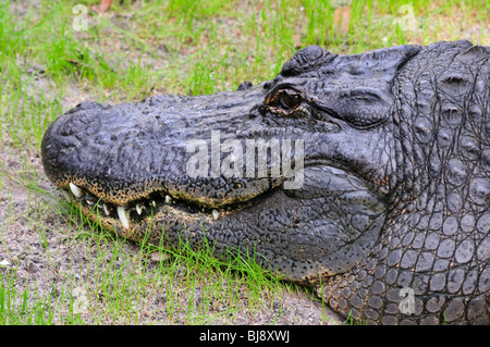 Porträt von einem Alligator, zeigt Zähne Stockfoto