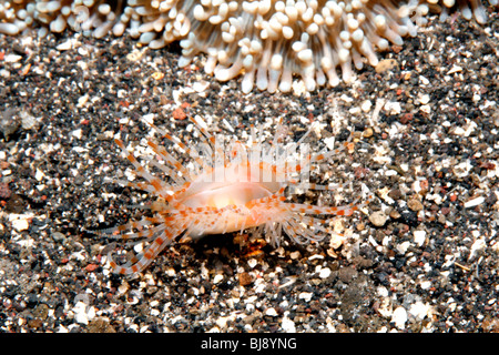 Fragile Datei Shell Limaria Fragilis. Tulamben, Bali, Indonesien. Bali Meer, Indischer Ozean Stockfoto