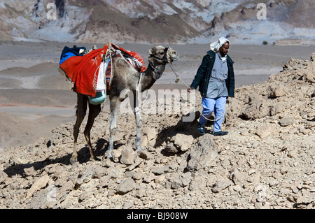 Ein Beduinen-Mann und sein Kamel Fuß die Sinai-Wüste im Bereich Jebel Gunah Stockfoto