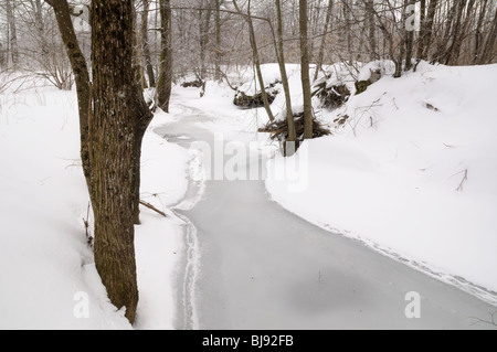 Eine gefrorene Stream in einem Wald, Gorski Kotar, Kroatien Stockfoto