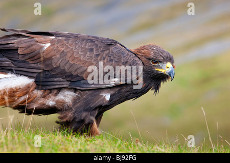 Goldener Adler, Aquila Chrysaetos UK Moor (Captive) Stockfoto