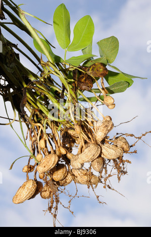 Arachis Hypogaea, Erdnüsse, Erdnuss Pflanzen, Bali, Indonesien, Indo-Pazifik Stockfoto