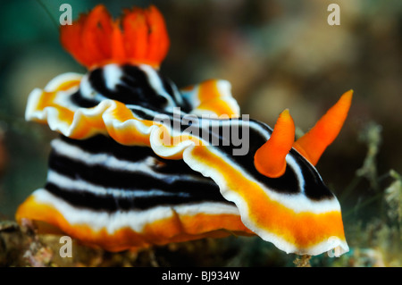 Chromodoris Magnifica, bunte Chromodorid, Nacktschnecken, Tulamben, Bali, Indonesien, Indo-Pazifik Stockfoto