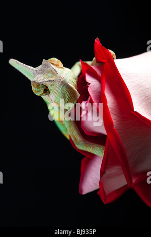 Schöne große Chamäleon sitzt auf einer Tulpe Stockfoto
