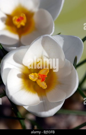 Crocus Chrysanthus "Ard Schenk" Stockfoto