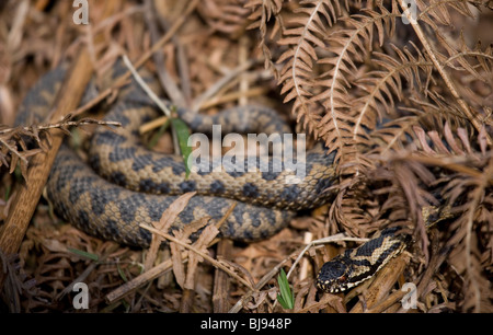 Kreuzotter Vipera Berus alleinstehende Erwachsene ruhen im Bracken UK Stockfoto