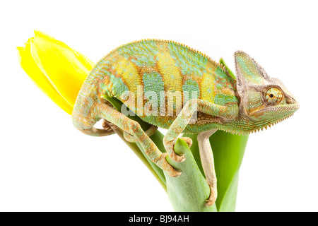 Schöne große Chamäleon sitzt auf einer Tulpe Stockfoto