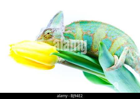 Schöne große Chamäleon sitzt auf einer Tulpe Stockfoto