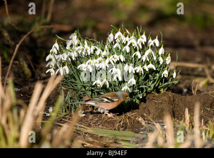 Buchfink Fringilla Coelebs einzelne Männchen füttern neben Schneeglöckchen UK Stockfoto