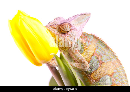 Schöne große Chamäleon sitzt auf einer Tulpe Stockfoto