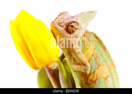 Schöne große Chamäleon sitzt auf einer Tulpe Stockfoto