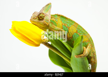 Schöne große Chamäleon sitzt auf einer Tulpe Stockfoto