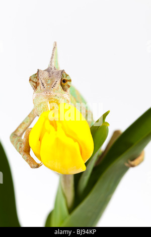 Schöne große Chamäleon sitzt auf einer Tulpe Stockfoto