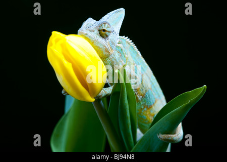 Schöne große Chamäleon sitzt auf einer Tulpe Stockfoto