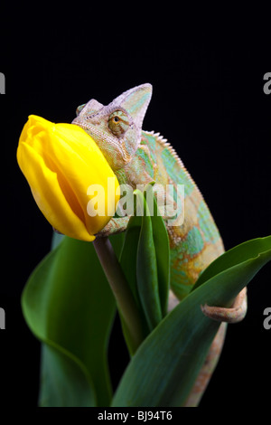 Schöne große Chamäleon sitzt auf einer Tulpe Stockfoto