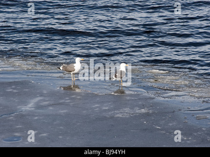 Ein paar der Silbermöwen stehend auf Eis am Loch Lomond Balloch Dumbartonshire Schottland Vereinigtes Königreich UK Stockfoto