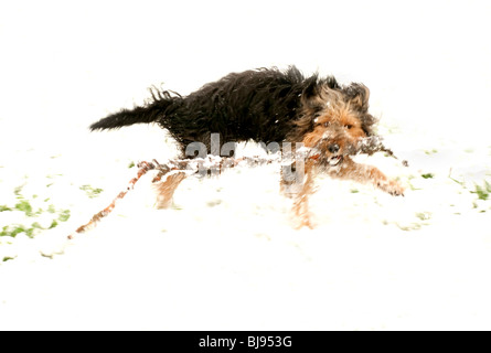 Hund mit einem Stock im Schnee Stockfoto