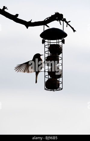 Silhouette von Robin auf eine Fat ball Feeder hängen von einem Baum in einem Garten. Großbritannien Stockfoto