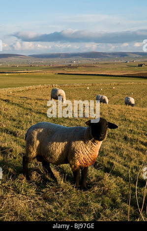 dh FARMING SCHOTTLAND Orkney Countryside Farm Felder Suffolk Schafe RAM Stockfoto