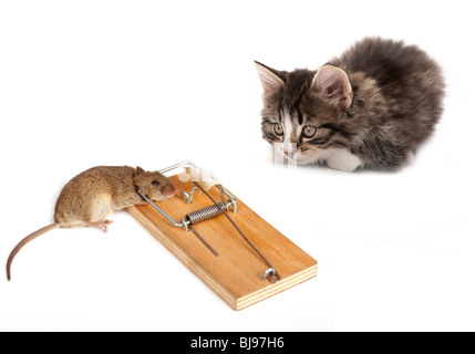 Kätzchen und die tote Maus auf weißem Hintergrund Stockfoto