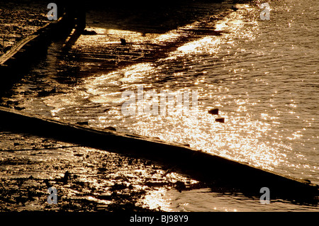 Licht des frühen Morgens auf der Themse bei Ebbe Stockfoto