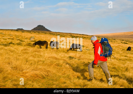 Walker und Wildpferde auf Dartmoor, Devon, England Stockfoto