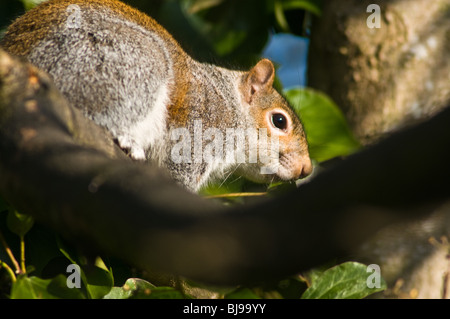 Dh graue Eichhörnchen EICHHÖRNCHEN UK Sciurus carolinensis graue Eichhörnchen Ast Pittencrieff Park grau uk Stockfoto