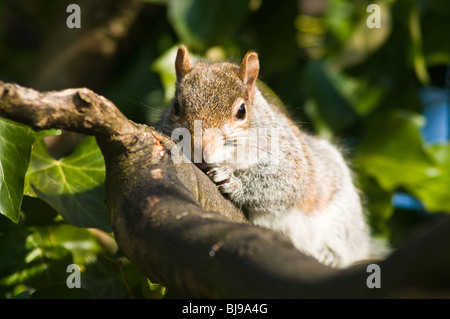 dh Grey EICHHÖRNCHEN UK Sciurus carolinensis grauer Eichhörnchen Baum Zweig Pittencrieff Park Eichhörnchen aus der Nähe Stockfoto