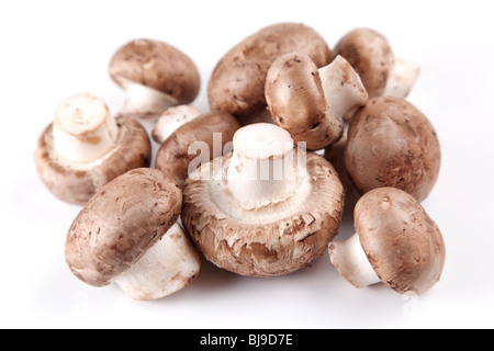 Königliche Champignon Pilzen auf weißem Hintergrund Stockfoto