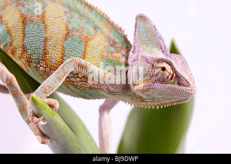 Schöne große Chamäleon sitzt auf einer Tulpe Stockfoto
