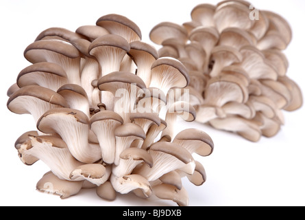 Austernpilze auf weißem Hintergrund Stockfoto