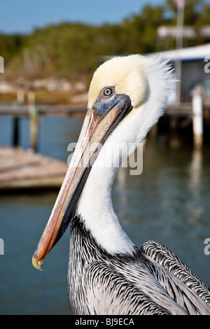 Brauner Pelikan (Pelecanus Occidentalis) thront auf Holzsteg entlang der Tolomato Fluss in der Nähe von St. Augustine, Florida Stockfoto