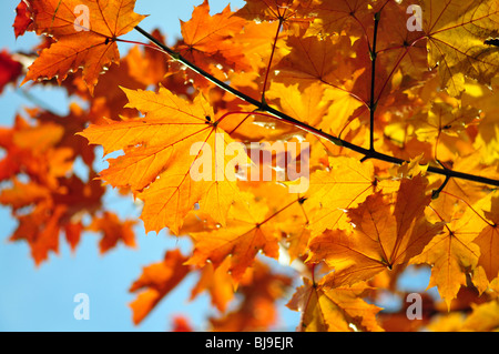 Herbstlaub über blauen Himmel Stockfoto