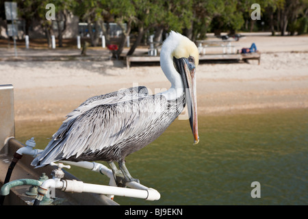Brauner Pelikan (Pelecanus Occidentalis) thront auf Fisch Reinigung Spüle Tolomato Fluss in der Nähe von St. Augustine, Florida Stockfoto