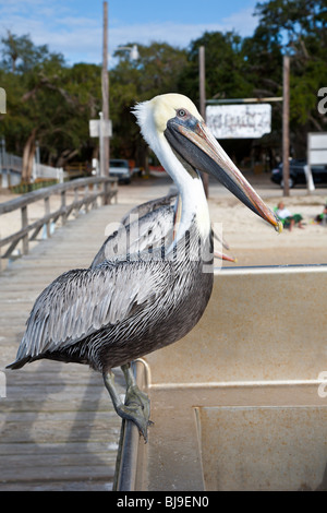 Brauner Pelikan (Pelecanus Occidentalis) thront auf Holzsteg entlang der Tolomato Fluss in der Nähe von St. Augustine, Florida Stockfoto